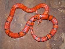 Vanishing Hypo Honduran male