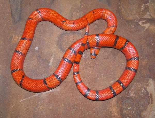 Vanishing Hypo Honduran male