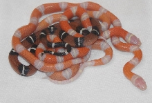 Sinaloans from the same clutch