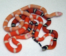 Hypoerythristic sinaloan clutchmates