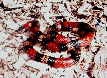 Micropholis From Panama