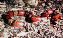 Micropholis from Panama 2