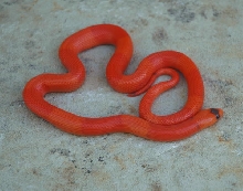 Patternless Hypo Honduran Female