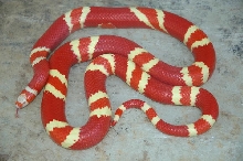 Reverse Tangerine Albino Honduran Female