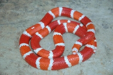 Reverse Tangerine Albino Male Honduran