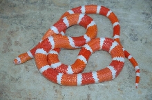 Reverse Tangerine Albino Male Honduran