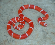 Reverse Tangerine Albino Honduran Male