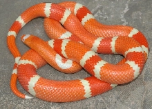 Reverse Albino Tangerine Honduran Female 2 From Jaap