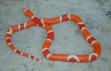 Reverse Tangerine Albino Honduran Female