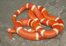 Reverse Tangerine Albino Female From Jaap