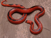 Striped Female Honduran