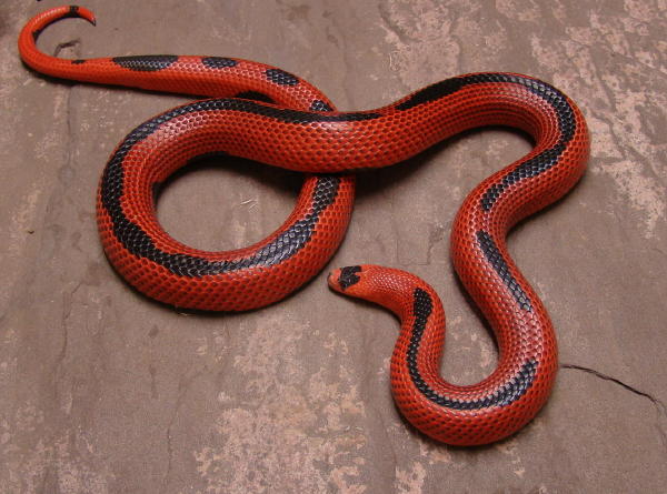 Striped Female Honduran