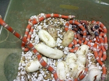 T  Albino Nelsoni