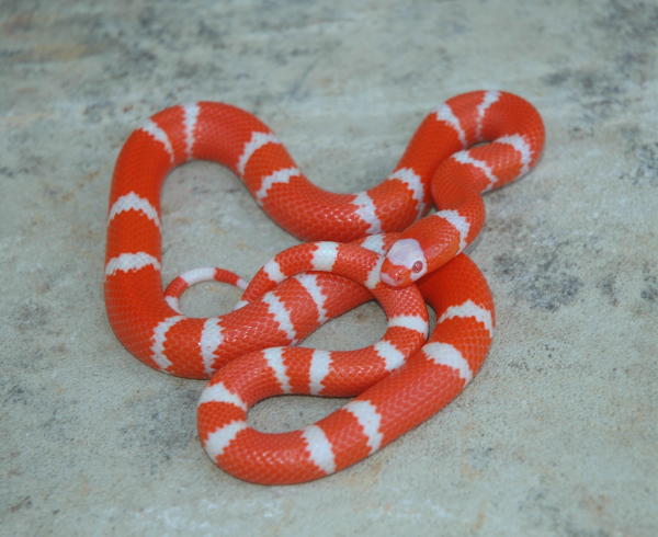 Tangerine Albino Honduran Male Bi-color