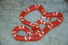 Tangerine Albino honduran Male Vanishing
