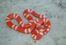 Tangerine Albino Honduran Female