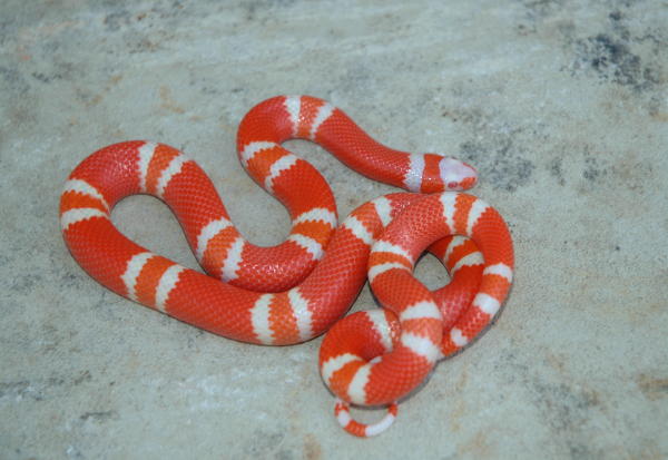 Tangerine Albino Honduran Female