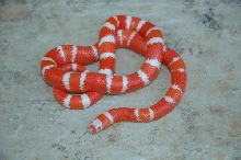 Tangerine Albino Honduran Female