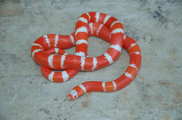 Tangerine Albino Honduran Female