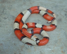 Tri-colored Hypo Honduran Female (Jaaps younger)