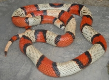 Tri-colored Hypo Female Adult (Jaap)