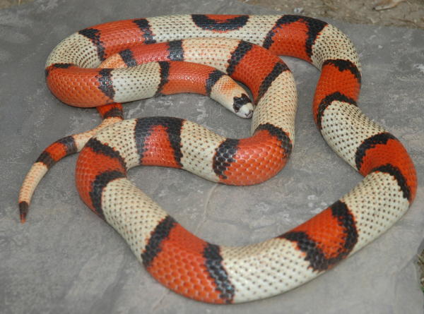 Tri-colored Hypo Female Adult (Jaap)