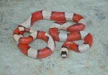 Tri-colored Hypo Honduran Male (Jaap younger)