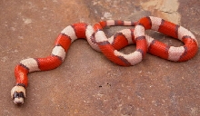 TRI-COLORED HYPO HONDURAN (MALE)