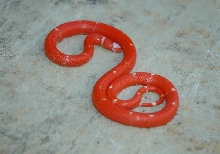 Tangerine Albino Honduran Female Vanishing
