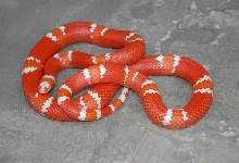 VANISHING TANGERINE ALBINO MALE (DAVE)