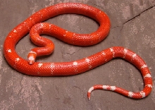 Vanishing Bi-colored Albino Honduran