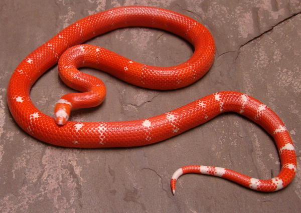 Vanishing Bi-colored Albino Honduran