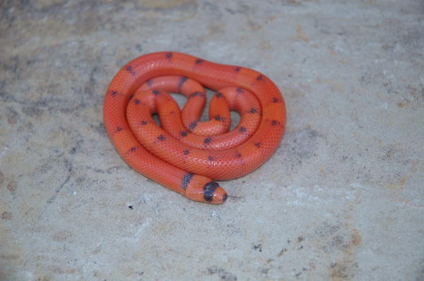 Vanishing Hypo Honduran Female