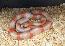 Extreme Tri-colored Hypo