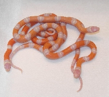 ALBINO & HYPOERYTHRISTIC SINALOANS FROM THE SAME CLUTCH
