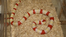Albino Pueblan Milksnake Male