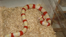 Albino Pueblan Photo 2