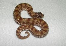 Purple line Anaconda Hognose