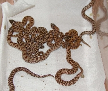 Anaconda clutch of hognose