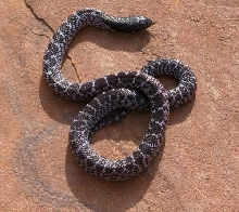 Anerythristic Splendida