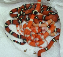 Clutch from Double het Hypoerythristic Sinaloan