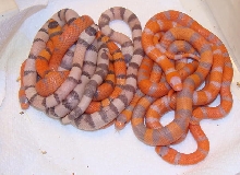 Extreme hypo het anery, albino clutch
