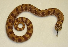 Extreme red Anaconda malehet albino