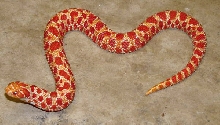 Extreme red albino female hognose