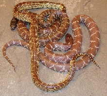 GHOST AND HYPO SPLENDIDAS
