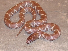 GHOST SPLENDIDA FEMALE