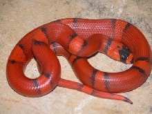 Vanishing Het Hypo Female