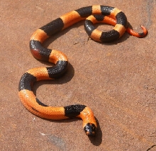 Apricot Pueblan Holloween