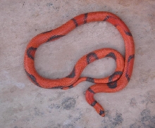Aberrant Hypo Honduran Adult  female