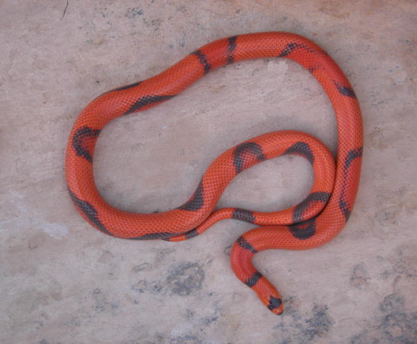 Aberrant Hypo Honduran Adult  female
